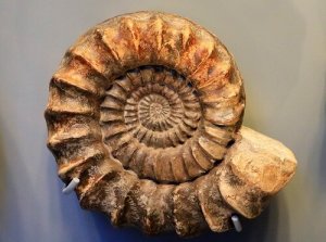 ammonite