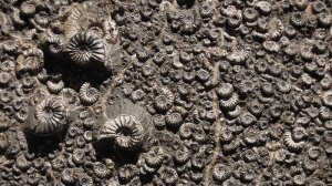 ammonite