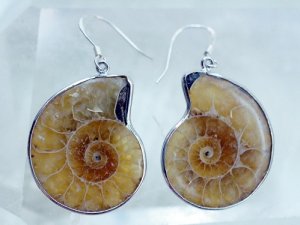 ammonite
