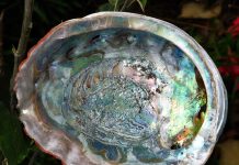 Abalone Kabuk abalone