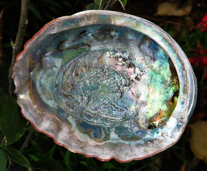 abalone abalone