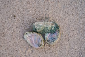 abalone-kabuk